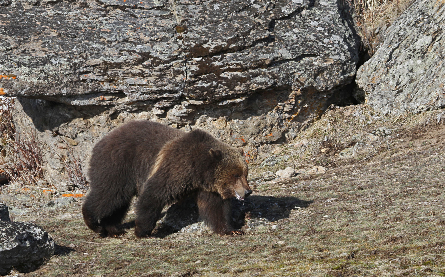 Grizzly bear walking north of the road near Sedge Bay